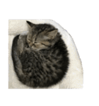 ミヌエットのショコラの子猫写真スタンプ2（個別スタンプ：39）