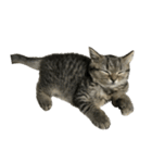 ミヌエットのショコラの子猫写真スタンプ2（個別スタンプ：40）