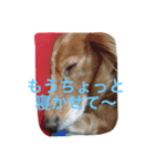 でぶ犬 みるく-3-（個別スタンプ：7）