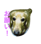 でぶ犬 みるく-3-（個別スタンプ：15）