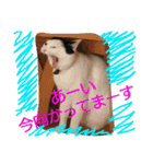 ミィケィの日常（個別スタンプ：4）