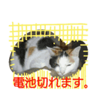 ミィケィの日常（個別スタンプ：5）