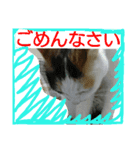 ミィケィの日常（個別スタンプ：6）