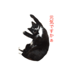 我が家のサスケ（個別スタンプ：3）