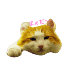 ある日のにゃんこ（個別スタンプ：1）