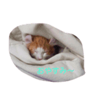 ある日のにゃんこ（個別スタンプ：2）