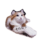 ある日のにゃんこ（個別スタンプ：5）