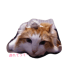 ある日のにゃんこ（個別スタンプ：6）