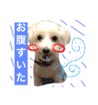 岩月家のわんこたち（個別スタンプ：2）