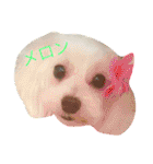 岩月家のわんこたち（個別スタンプ：5）