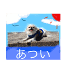 岩月家のわんこたち（個別スタンプ：12）