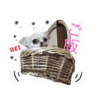 岩月家のわんこたち（個別スタンプ：13）