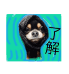 岩月家のわんこたち（個別スタンプ：16）