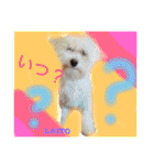 岩月家のわんこたち（個別スタンプ：22）