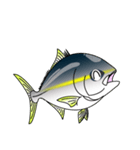 Yellowtail fishing sticker（個別スタンプ：18）