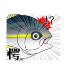 Yellowtail fishing sticker（個別スタンプ：29）