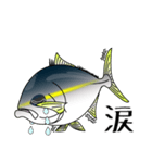 Yellowtail fishing sticker（個別スタンプ：32）