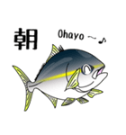 Yellowtail fishing sticker（個別スタンプ：33）