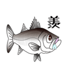 Lure-fishing sea bass（個別スタンプ：30）