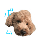 ポム（個別スタンプ：1）