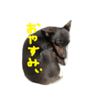 ミニピン あぶーちゃん（個別スタンプ：5）
