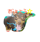 ミニピン あぶーちゃん（個別スタンプ：7）