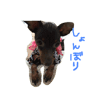 ミニピン あぶーちゃん（個別スタンプ：13）