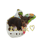 ミニピン あぶーちゃん（個別スタンプ：16）