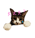 とらまる1（個別スタンプ：2）