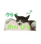 とらまる1（個別スタンプ：3）