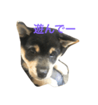 小豆ちゃんスタンプ（個別スタンプ：1）