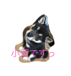 小豆ちゃんスタンプ（個別スタンプ：2）