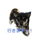 小豆ちゃんスタンプ（個別スタンプ：3）