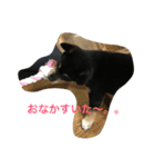 小豆ちゃんスタンプ（個別スタンプ：11）