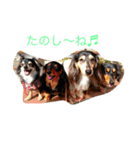 ダックス＆チワックスの日常使えるスタンプ（個別スタンプ：8）