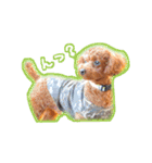 cookie's stickers（個別スタンプ：1）