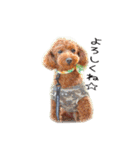 cookie's stickers（個別スタンプ：4）