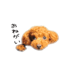 cookie's stickers（個別スタンプ：5）