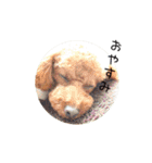 cookie's stickers（個別スタンプ：9）