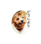 cookie's stickers（個別スタンプ：10）