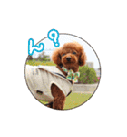 cookie's stickers（個別スタンプ：12）