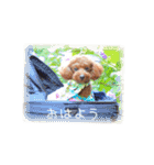 cookie's stickers（個別スタンプ：14）
