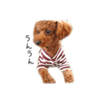 cookie's stickers（個別スタンプ：16）
