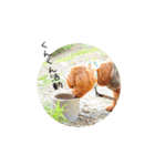 cookie's stickers（個別スタンプ：18）