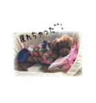 cookie's stickers（個別スタンプ：23）