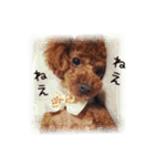 cookie's stickers（個別スタンプ：26）