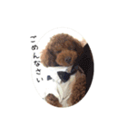 cookie's stickers（個別スタンプ：29）