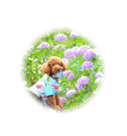 cookie's stickers（個別スタンプ：35）