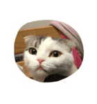 我が家の3にゃんず（個別スタンプ：16）