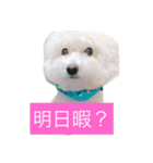 けんくん らぶ（個別スタンプ：4）
